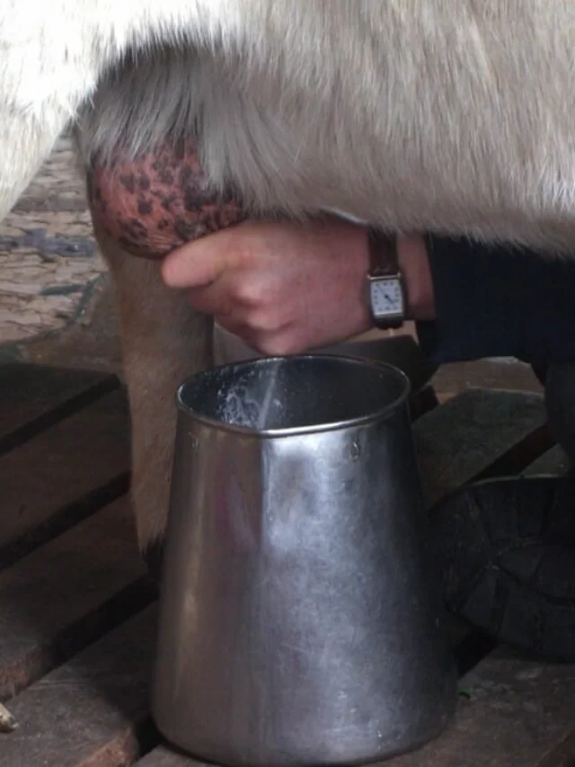 इस जानवर के दूध का दाम Rs. 10,823 per litre?