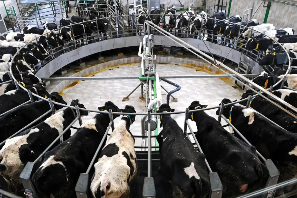 animal-free-cow-milk-business